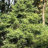 黄果冷杉