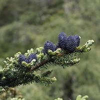 中甸冷杉