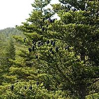 长苞冷杉
