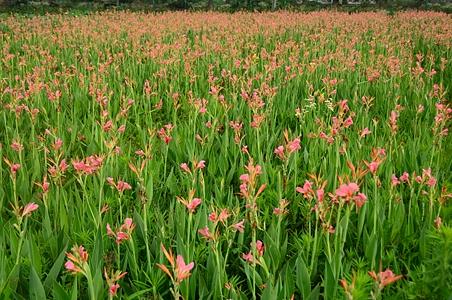 粉美人蕉 - 图片/介绍/花期/花语/知识 - 千草植物