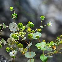 穿心草