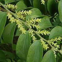 山柚子科