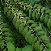 山柚子科