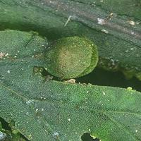 膜蕨科