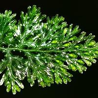 膜蕨科