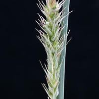 陈氏薹草