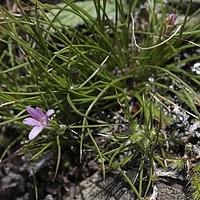 芒苞草属
