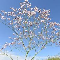 白花丹科