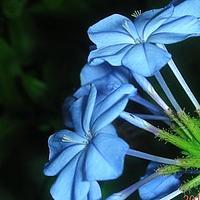 白花丹科