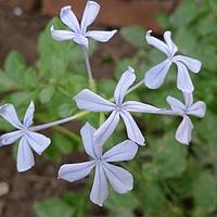 白花丹科
