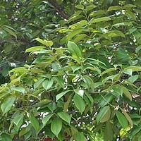 苦槠
