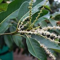 苦槠