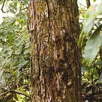 苦槠