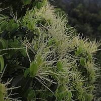 苦槠