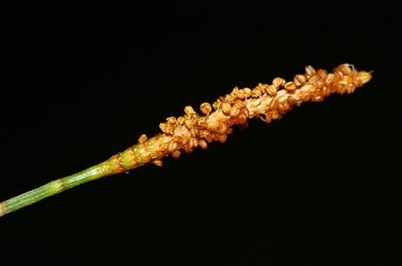 木麻黄