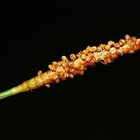 木麻黄