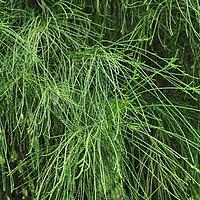 木麻黄科