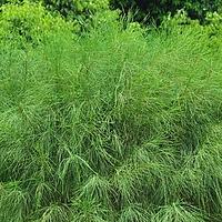 木麻黄科