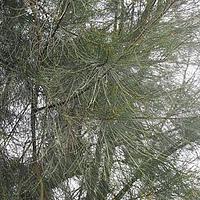 木麻黄科