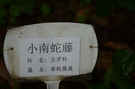 小南蛇藤