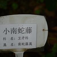 小南蛇藤