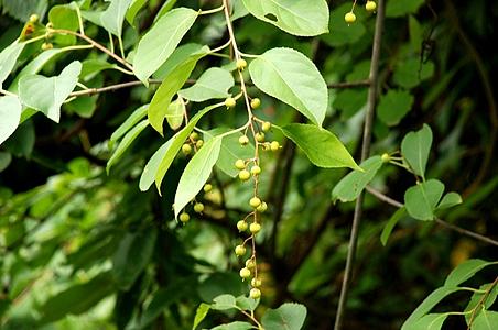 粉背南蛇藤 - 千草植物