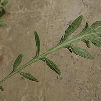 铺散矢车菊