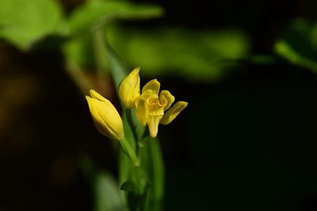 金兰 - 图片/介绍/花期/花语/知识 - 千草植物