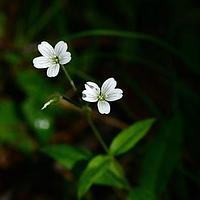 疏花卷耳