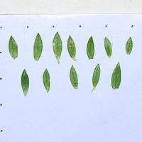 山卷耳