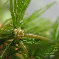 金鱼藻科