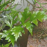 水蕨
