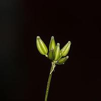 细叶芹