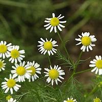 果香菊