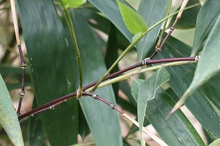 狭叶方竹 - 图片/介绍/花期/花语/知识 - 千草植物