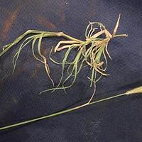 虎尾草