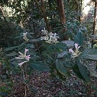 色萼花