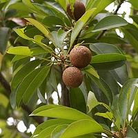 山榄科