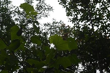 山铜材