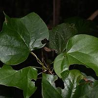 山铜材