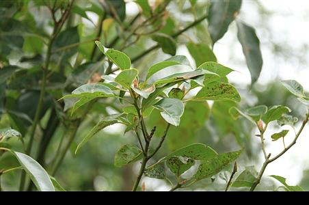 银叶桂 - 图片/介绍/花期/花语/知识 - 千草植物