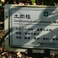 土肉桂