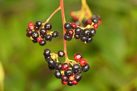 浆果楝属 - 图片/介绍/花期/花语/知识 - 千草植物