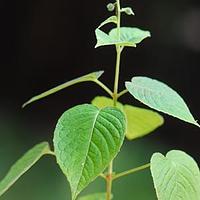 露珠草属