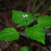 露珠草属
