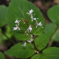 露珠草属