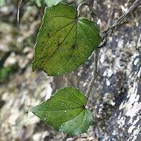 岩穴藤菊