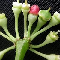 翼茎白粉藤