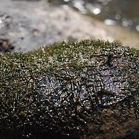 川苔草科