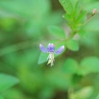 皱子鸟足菜
